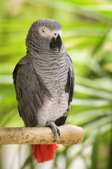 African Grey Parrot - Psittacus erithacus, beautiful large parrot from Central Africa forests and woodlands, popular pet.