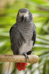 African Grey Parrot - Psittacus erithacus, beautiful large parrot from Central Africa forests and woodlands, popular pet.