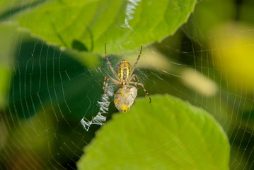 The European garden spider (Araneus diadematus ) on its cobweb with its prey in a cocoon. Ventral view