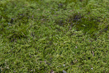moss in the park of camprodon