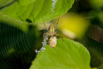 The European garden spider (Araneus diadematus ) on its cobweb with its prey in a cocoon. Ventral view