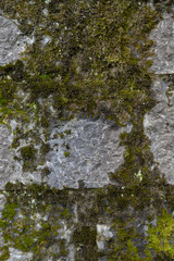 moss in the park of camprodon