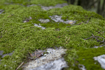 Fototapeta na wymiar moss in the park of camprodon