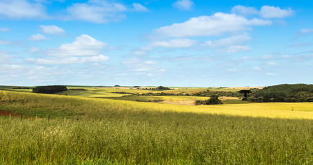 Área rural com plantação de aveia