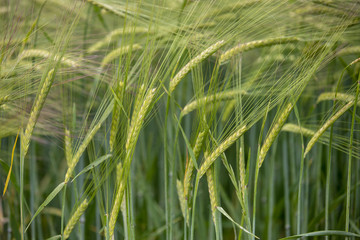 green wheat field