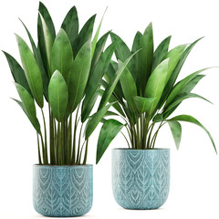 Exotic plants in pot