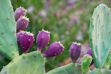 Opuntia ( prickly pear ) .   Green flattened leaflike stems and purple fruits