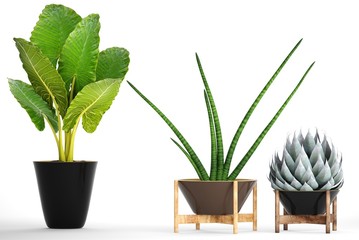 Exotic plants in pot
