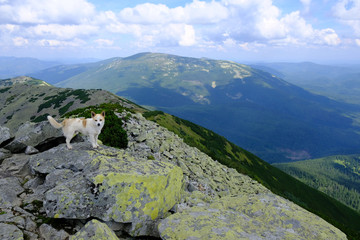 Ukraina, Karpaty Wschodnie - góry Gorgany Środkowe, pies na szczycie Wielkiej Sywuli...