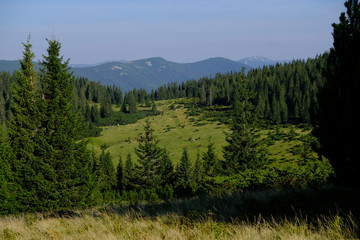 Ukraina, Karpaty Wschodnie - góry Gorgany Środkowe, Połonina Ruszczyna © Iwona