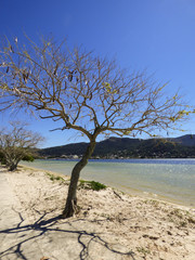 A view of Lagoa da Conceicao in winter -  Florianopolis, Brazil