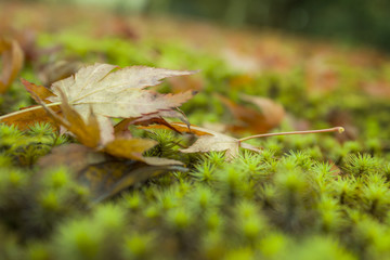maple leaves in autumn