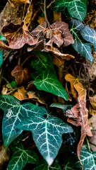 autum coulours background