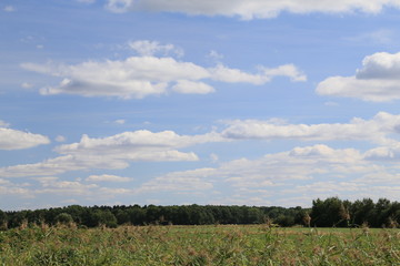 Im Bereich der Flußlandschaft der Hamme im Sommer in der Umgebung von Worpswede