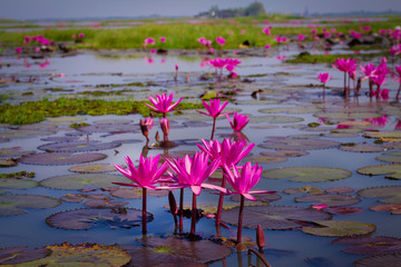 Sea of pink and red lotus at Udonthani Thailand (unseen in Thailand)