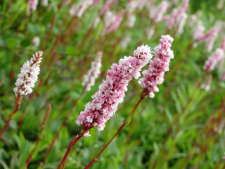 Alpine bistort, beautiful pink blooming flowers on a background of green grass. Mountain meadows