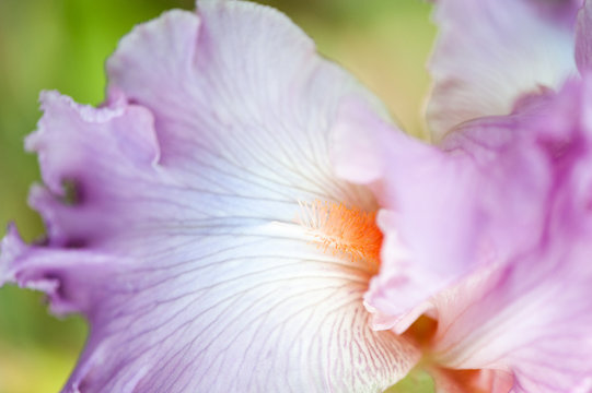 Close up pétale d'un iris