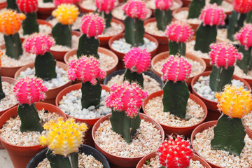 Beautiful colorful cactus plant in flowerpot, Houseplant Concept