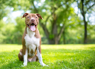 A cute red and white Terrier mixed breed puppy sitting outdoors