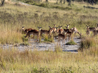 Herd Southern lechwe, Kobus leche, in tall grass, at Lake Horseshoe in Bwabwata, Namibia