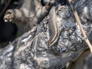 Fototapeta premium Mabuya on tree trunk in Bwabwata, Namibia