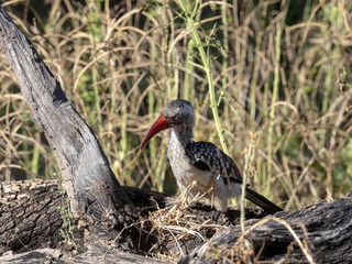 Red-billed Hornbill Tockus erythrorhynchus looking for food, in Bwabwata, Namibia