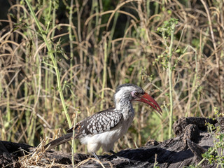 Red-billed Hornbill Tockus erythrorhynchus looking for food, in Bwabwata, Namibia