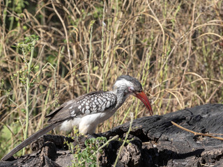 Red-billed Hornbill Tockus erythrorhynchus looking for food, in Bwabwata, Namibia