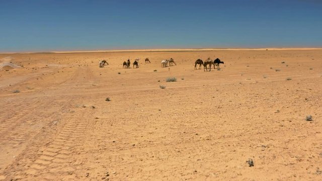 camels in the desert Sahara