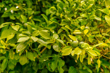 Fototapeta na wymiar Macrophoto of some green juicy lemons on daylight