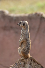 A portrait of a single Meerkat at the zoo.