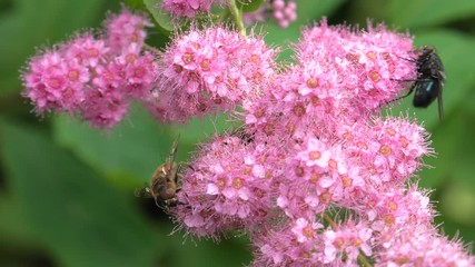 Stock Video Of Pink Wild Flowers Grow In A Pile Latin