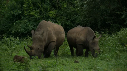 Foto op Plexiglas Rhinos eating in the wild  © DARIO