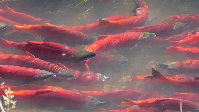 Kokanee salmon spawning upstream in small creek in Utah.
