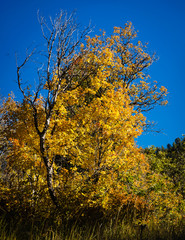 Golden Fall birch 