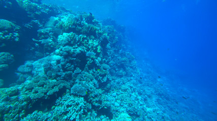 Naklejka na ściany i meble the coral reef