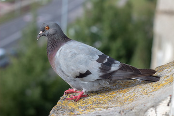 Dove on the balcony