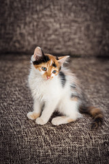 colorful kitten sitting on sofa