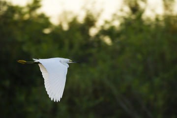 Snowy Egret flying in the Pantanal region of Brazil