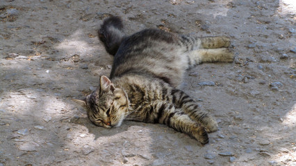 Cat sitting on the alley