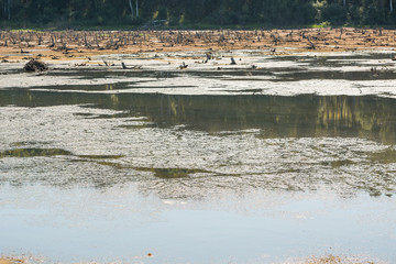 The lake is parched. The swamp dries up. The dried bolt in the forest.