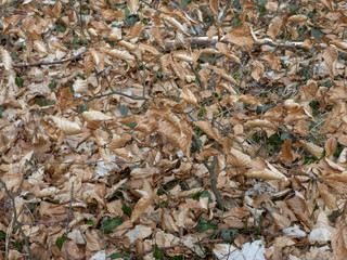Fagus sylvatica. Litière de feuilles de hêtres communs