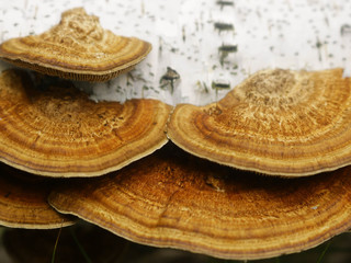 Mushrooms growing on a lying birch trunk.