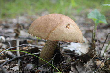 Mushroom in the grass and leaves in the forest.