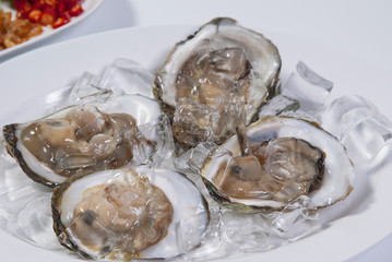 Oysters isolated with ice