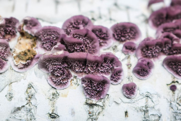 Fototapeta na wymiar Mushrooms are purple on the trunk of a birch.