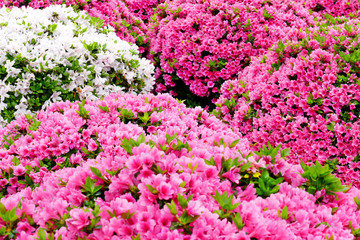 Obraz premium Beautiful Japanese azalea flowers in full bloom during Bunkyo Azalea Festival (Tsutsuji Matsuri) at Nezu Shrine in Tokyo, Japan, selected focus blur in the foreground