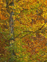 Fagus sylvatica. Feuilles sur branches de hêtres communs aux couleurs cuivrées d'automne