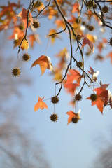 Trees with fall color in morning light