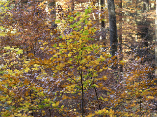 Fototapeta premium Fagus sylvatica. Feuilles sur branches de hêtres communs aux couleurs cuivrées d'automne